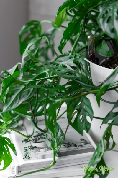 Монстера Манки в CLASSICO COLOR 21