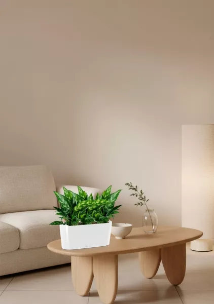 Аглаонема Мария в DELTA 20