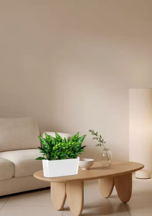 Аглаонема Мария в DELTA 20