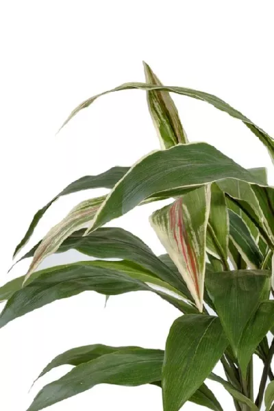 Кордилина куст в горшке