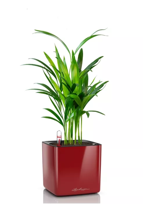 Хризалидокарпус в CUBE GLOSSY 14, ярко-красный блестящий