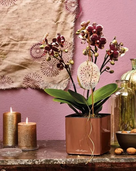 Кашпо LECHUZA CUBE Glossy 14х13.5 см