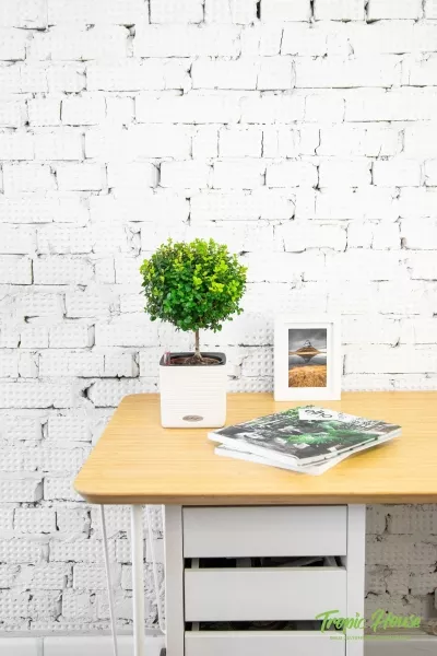 Мирсина CUBE COLOR 14