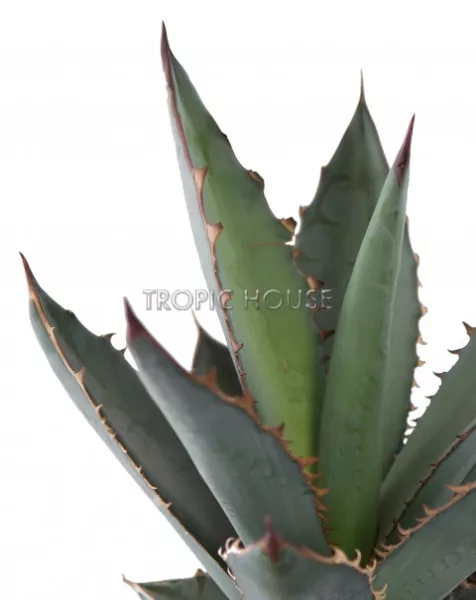 Агава в QUADRO LS 21