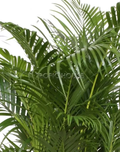 Пальма Арека Хризалидокарпус