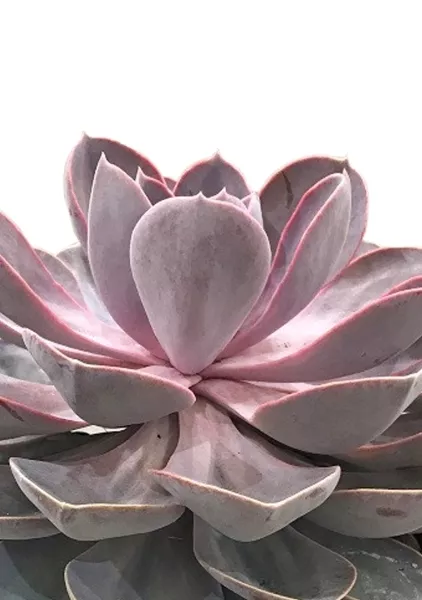 Эхеверия Цветной микс в CUBE GLOSSY KISS 14