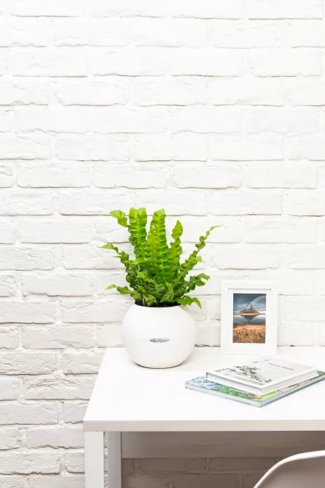 Асплениум Криспи в PURO 20