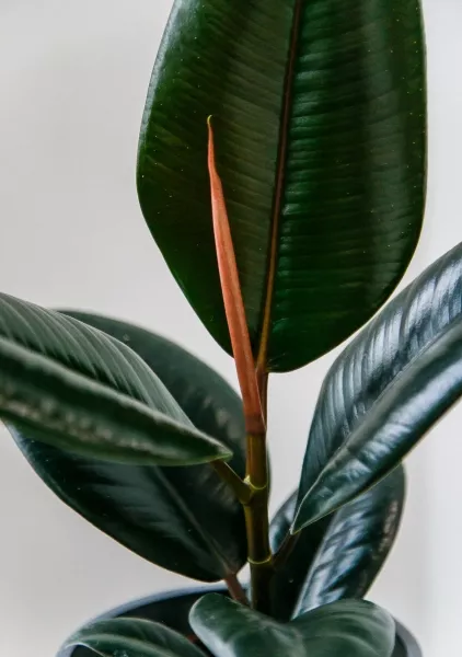 Фикус Эластика Абиджан 12/35 см