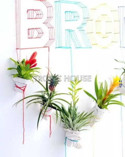 Вриезия Карли желтая 12/40 см