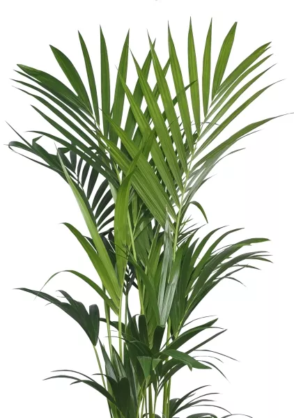 Ховея Кентия 31/220 в CLASSICO LS 50