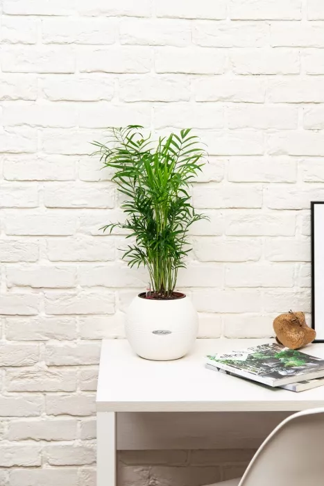 Хамедорея Элеганс 12/45 в PURO 20