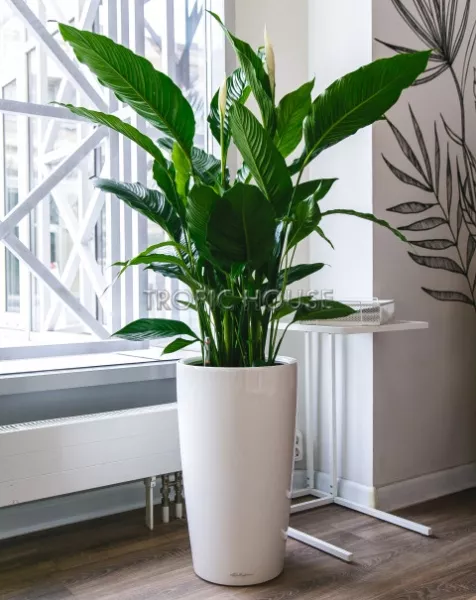 Спатифиллум Сенсейшн в RONDO 32