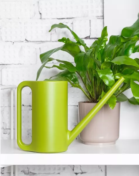 Лейка для комнатных цветов Plastia (зеленый)