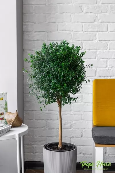 Мирт в CILINDRO 32