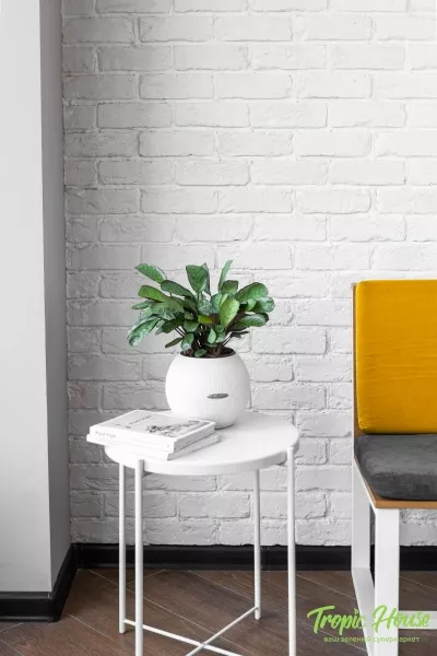 Ктенанта Амагрис в PURO 20