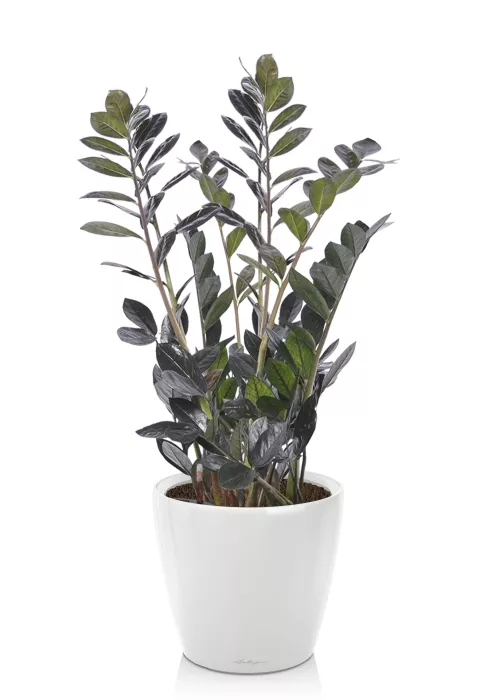 Замиокулькас Равен в CLASSICO LS 28, белый блестящий