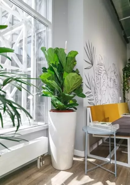 Фикус Лирата 3 ствола 34/140 см в QUADRO LS 43