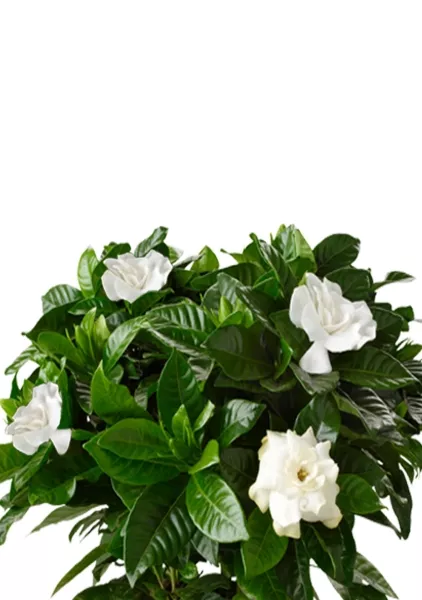 Гардения 12/30 см в OJO