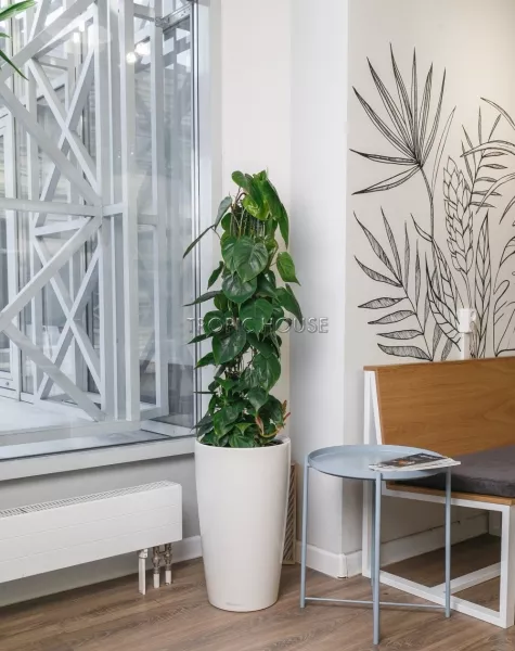 Филодендрон Бразил RONDO 32