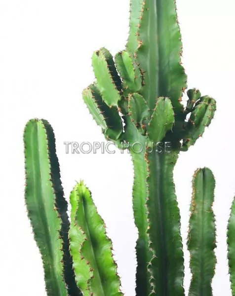 Кактус Эуфорбия Ингенс в RONDO 40