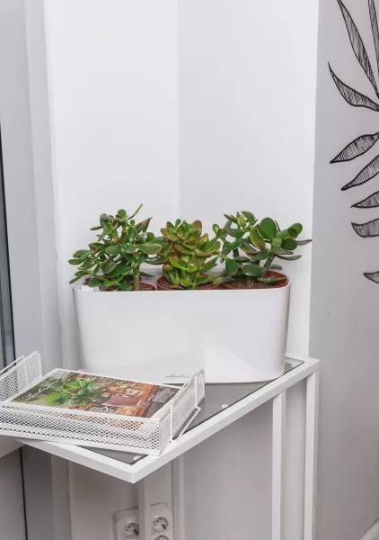 Крассула Микс в DELTA 20