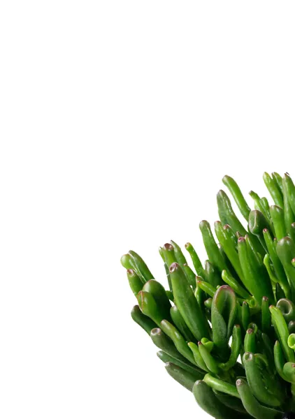 Набор Крассул в CUBE COLOR 14