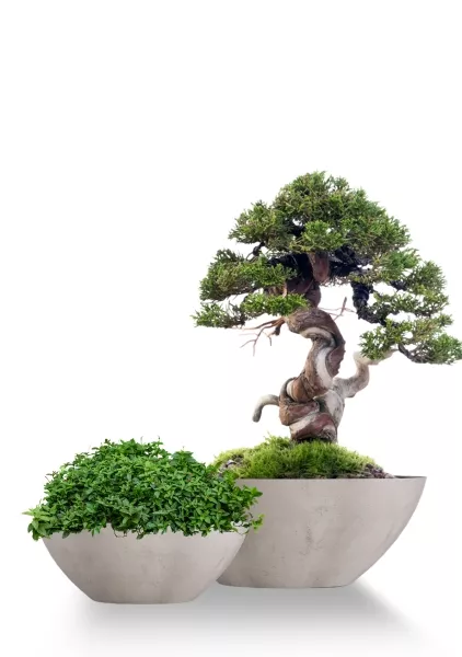 Кашпо CONCRETIKA BONSAY CONCRETE WHITE