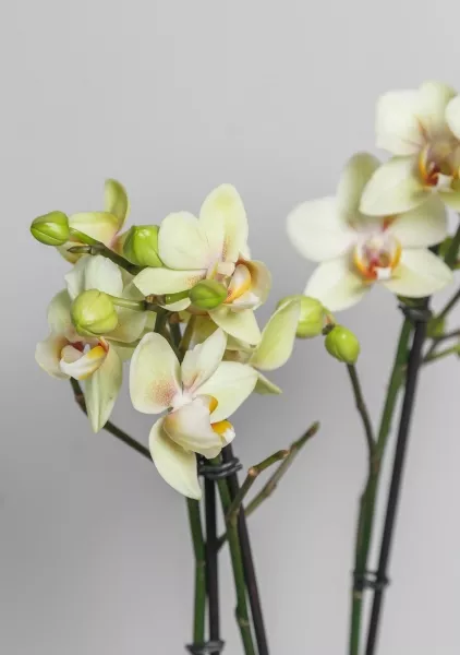 Орхидея Фаленопсис 2 ствола желтая 12/60 см