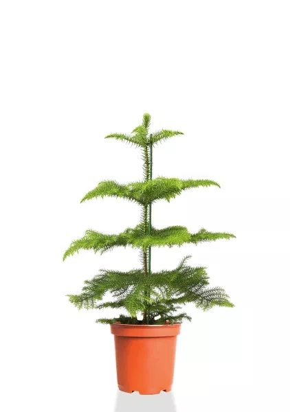 Араукария 1 ствол 10/30 см