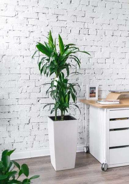 Драцена Джанет Крейг 3 ствола в CUBICO COLOR 30