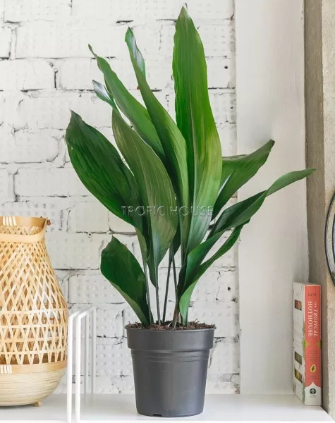 Аспидистра Элатиор 17/70 см в LAMELA Juka 19x19