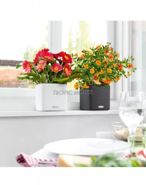 Кашпо LECHUZA CUBE Color 14х13.5 см