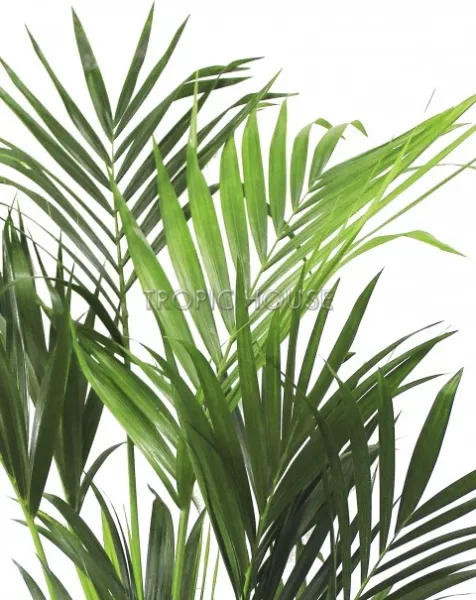 Ховея Кентия 31/220 см