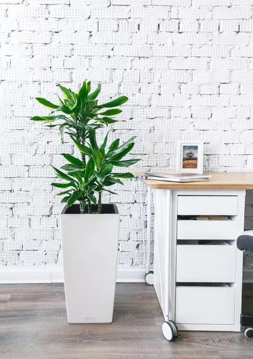 Драцена Голд Кост в CUBICO 30