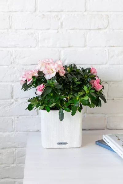 Азалия Фландрес розовая 14/30 см