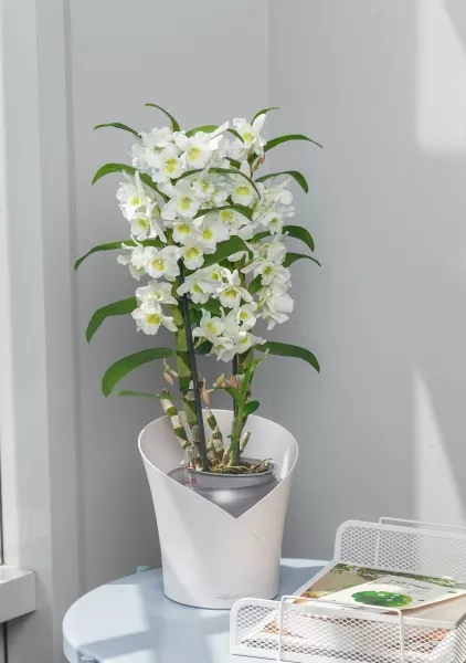 Орхидея Дендробиум белый в ORCHIDEA 18