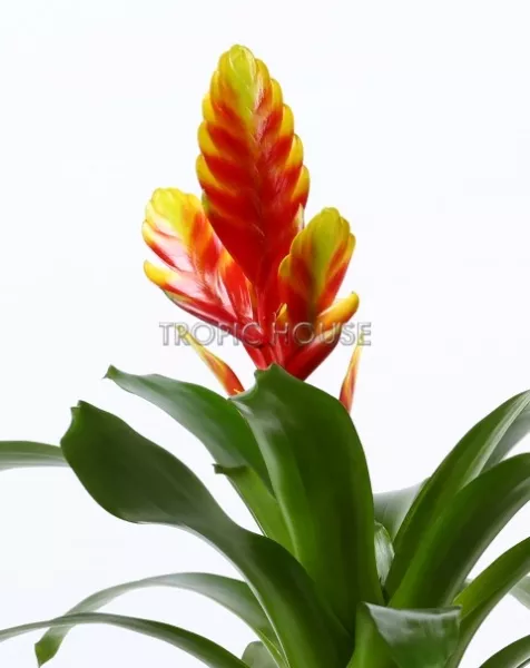 Вриезии микс в CLASSICO LS 21