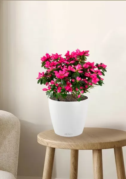 Азалия Фландрес розовая в CLASSICO COLOR 21