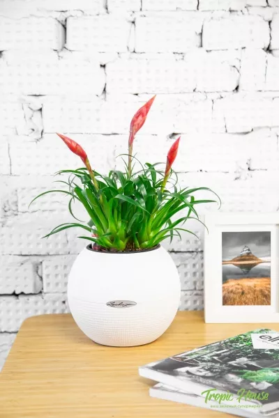 Вриезия Астрид в PURO 20