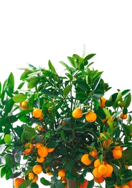 Цитрус Каламондин 19/60 см в CLASSICO COLOR 21