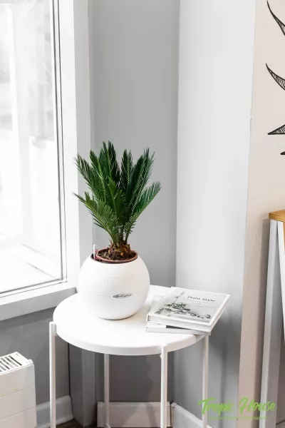 Цикас в PURO 20