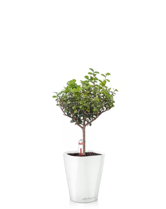 Мирсина MINI-DELTINI 10/30 см Белый блестящий