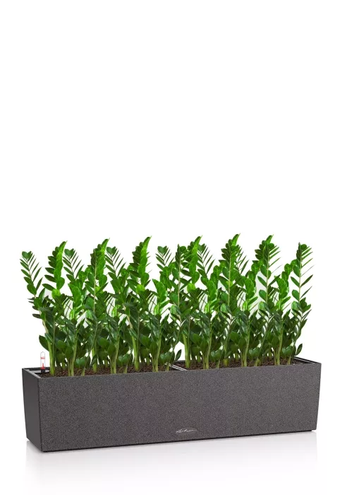 Замиокулькас в BALCONERA STONE 80, графитовый черный