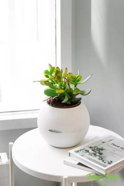 Крассула Овата Сансет в PURO 20