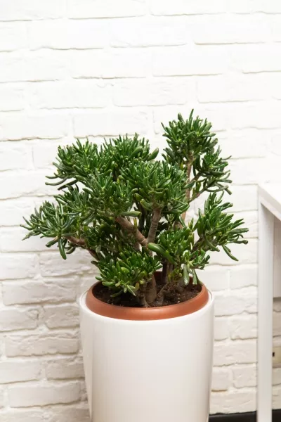 Крассула Хоббит 30/60 см в RONDO 32