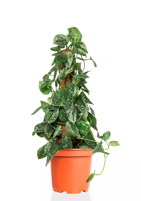 Сциндапсус Пиктус на опоре 15/50 см