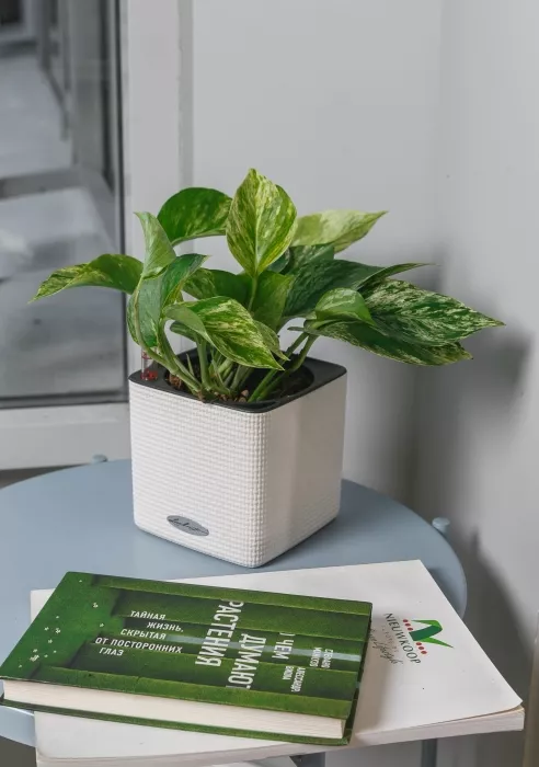 Сциндапсус Марбл Квин в CUBE COLOR 14