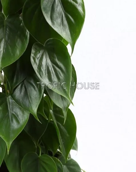 Филодендрон микс в Cottage 50