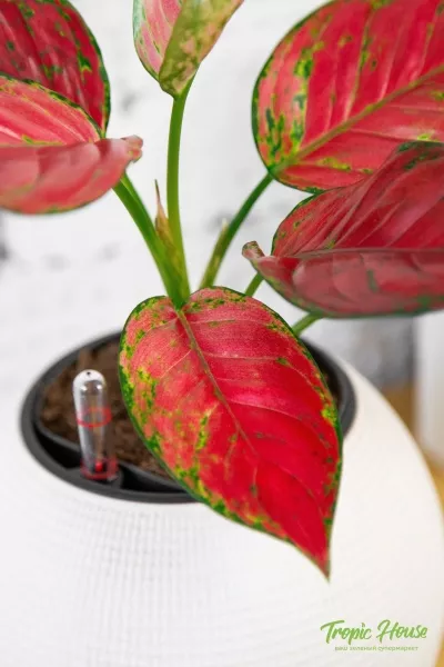 Аглаонема Корал Ред 12/40 см