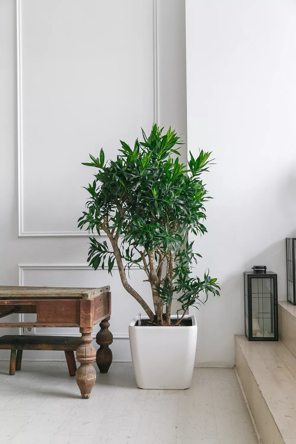 СОЗДАНИЕ ПРОЕКТА ФИТОДИЗАЙНА